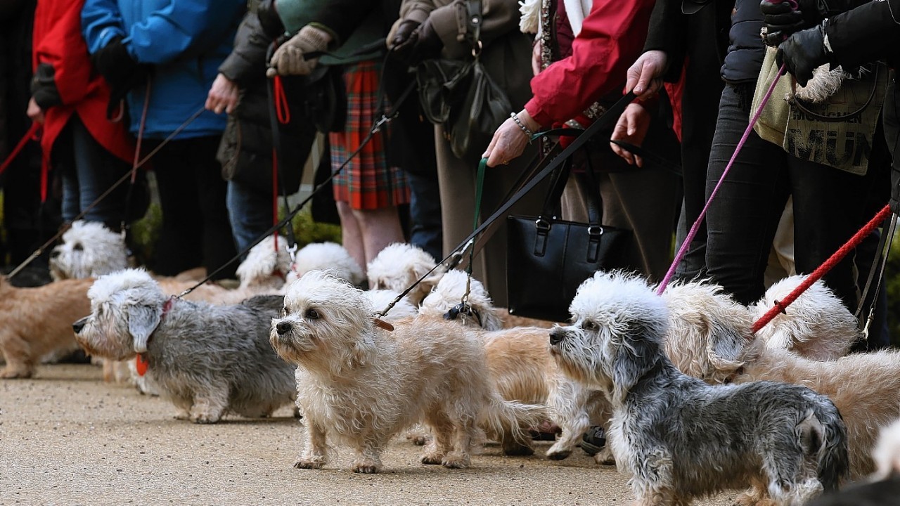 75 breed dedicated enthusiasts from eight different countries parade 50 rare and endangered Dandie Dinmont Terriers as they visit Sir Walter Scott's home in Abbotsford, Melrose