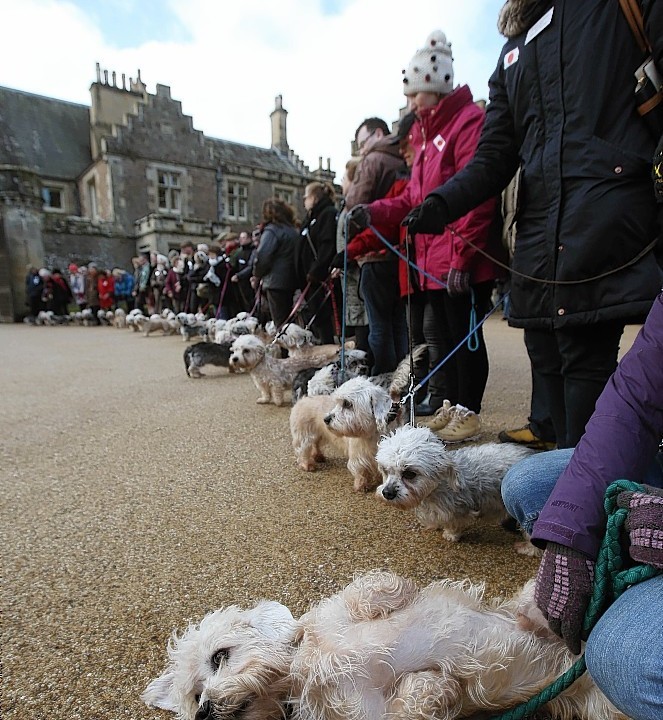 75 breed dedicated enthusiasts from eight different countries parade 50 rare and endangered Dandie Dinmont Terriers as they visit Sir Walter Scott's home in Abbotsford, Melrose