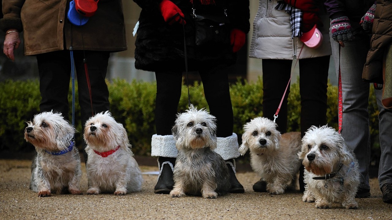75 breed dedicated enthusiasts from eight different countries parade 50 rare and endangered Dandie Dinmont Terriers as they visit Sir Walter Scott's home in Abbotsford, Melrose