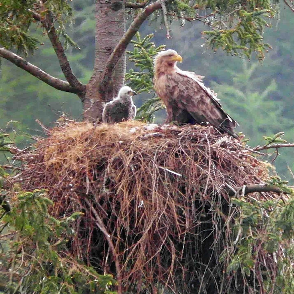 Sea eagles in Tiroran Forest