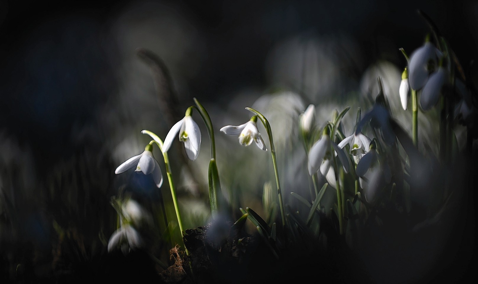 Snowdrops at the House of Dunn near Montrose