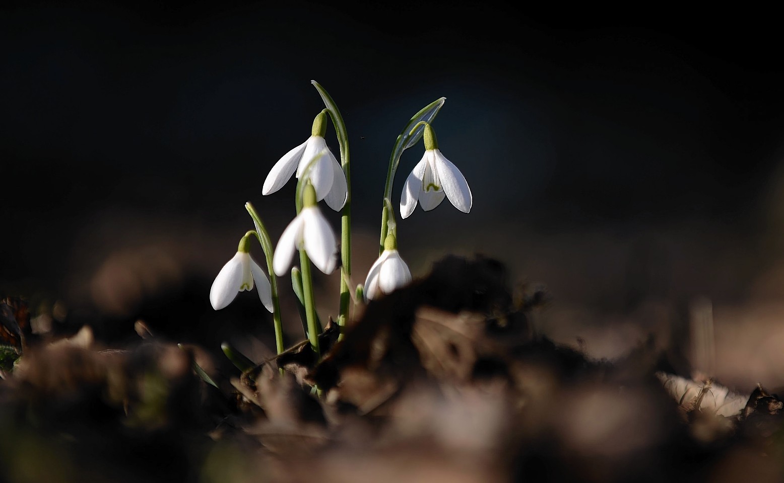 Snowdrops at the House of Dunn near Montrose