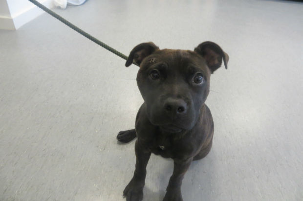 Stitch the Staffordshire Bull Terrier