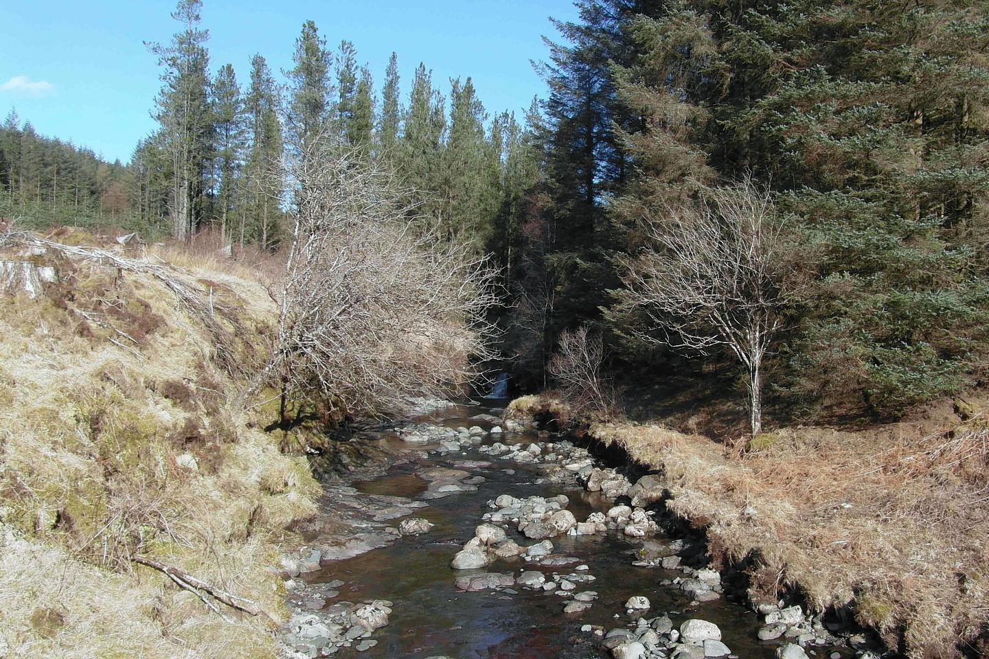 Tiroran Forest on the Isle of Mull