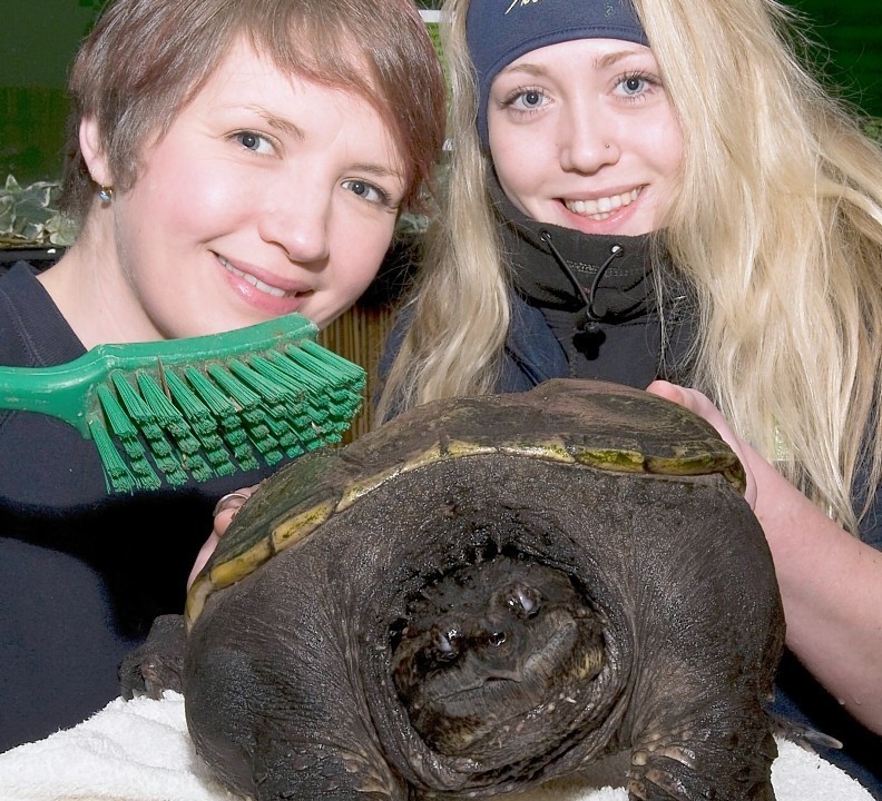 The Scottish Sea Life Sanctuary is hosting a four-day Turtle-fest to raise awareness of the threats to their survival