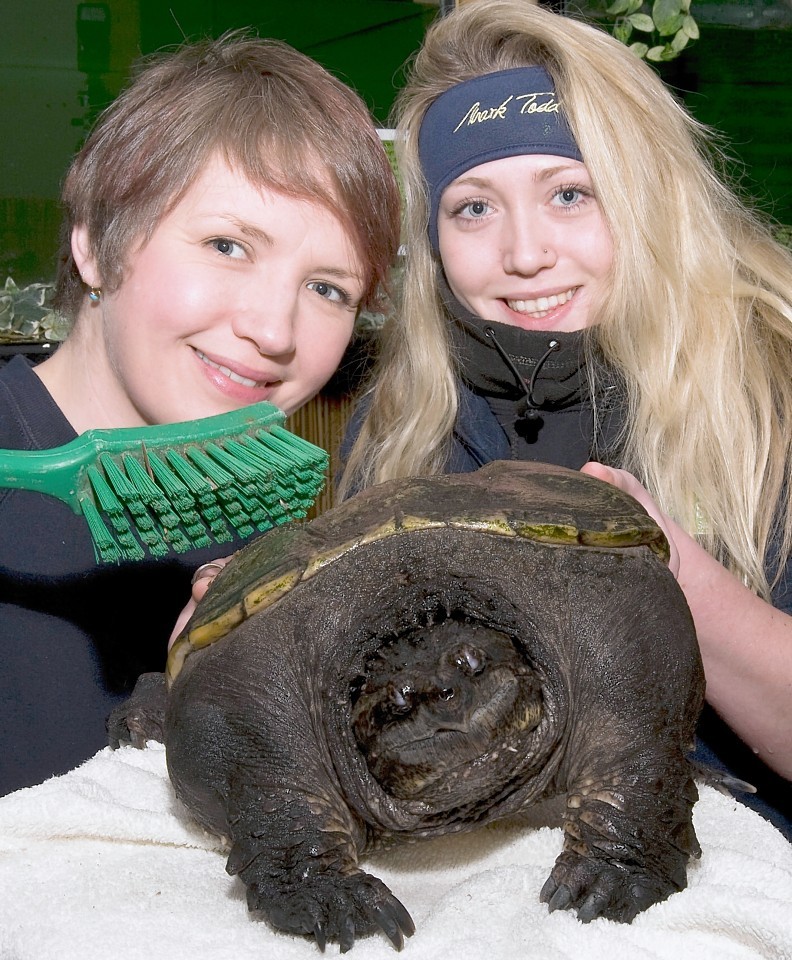 The Scottish Sea Life Sanctuary is hosting a four-day Turtle-fest to raise awareness of the threats to their survival