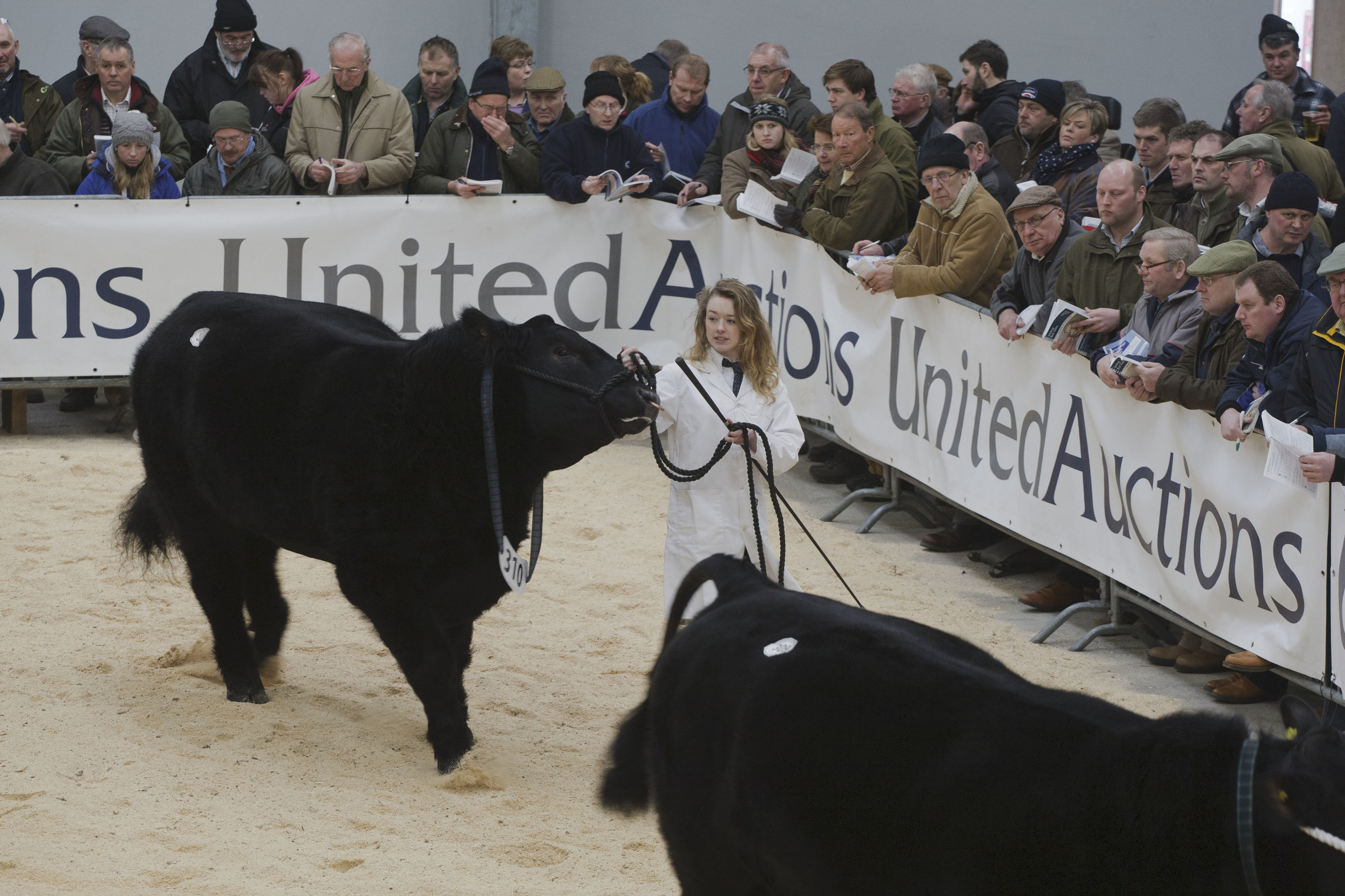 Aberdeen-Angus bulls go round the show ring at the Stirling Bull Sales