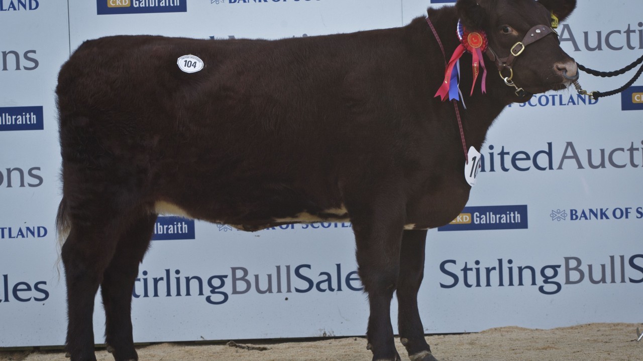 A round up of day one at the Stirling Bull Sales