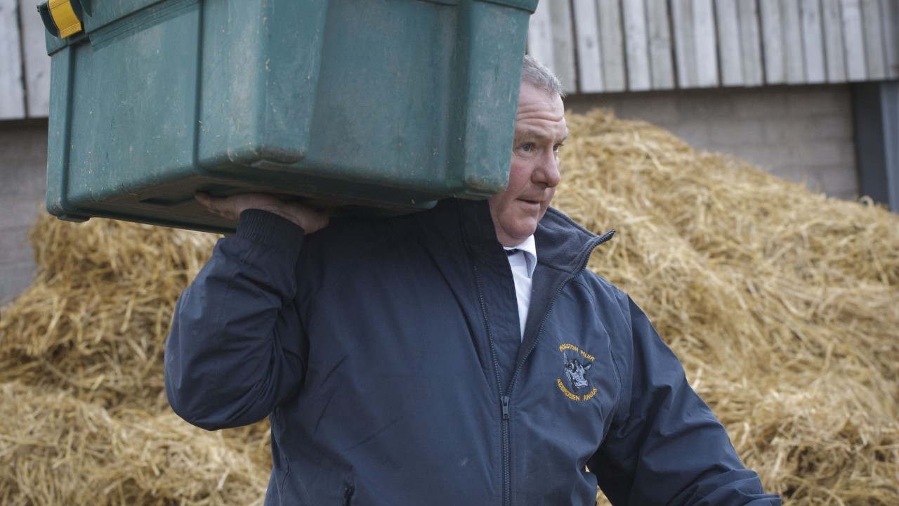 Day two at the Stirling Bull Sales