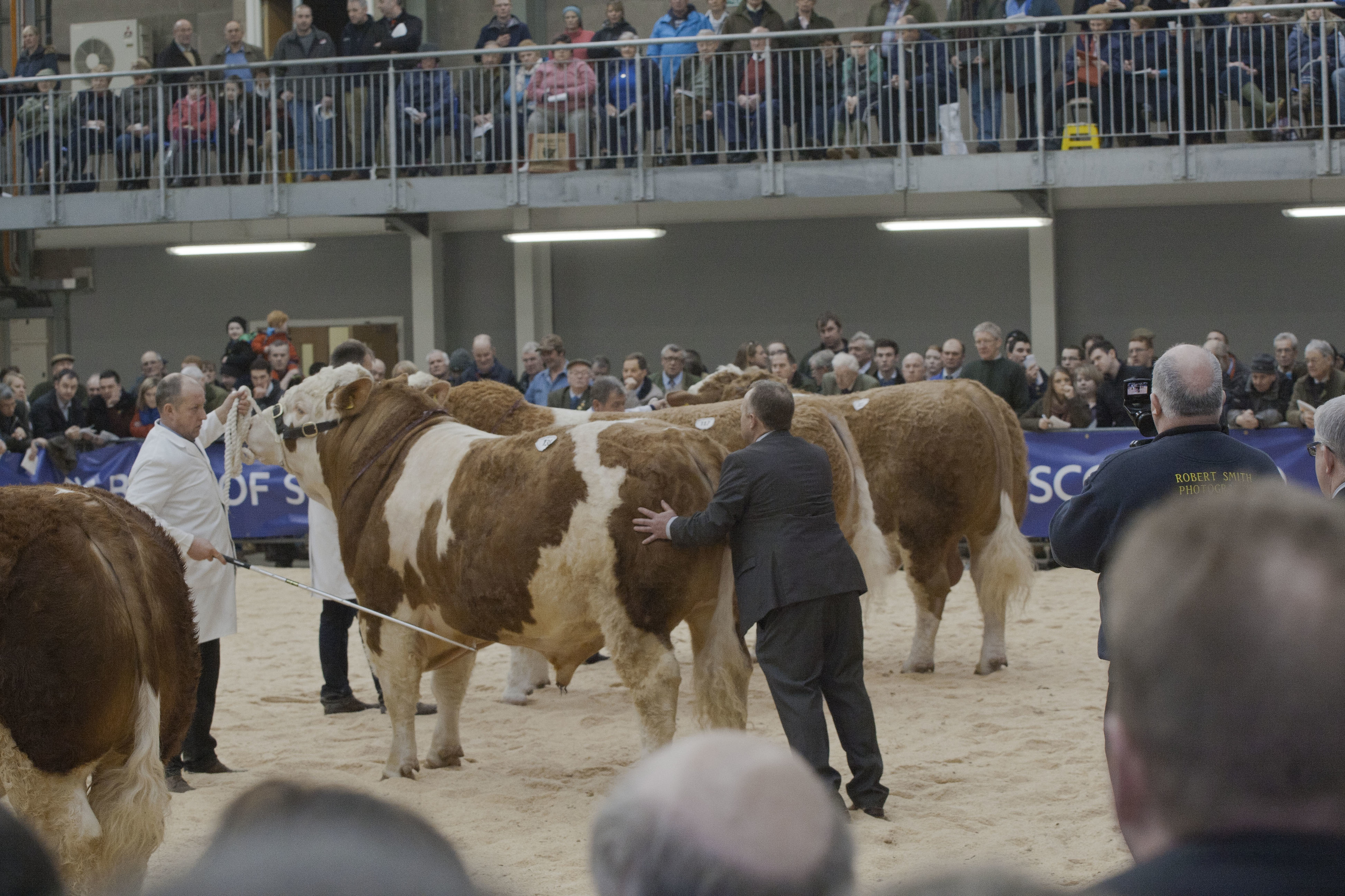 Bulls being judged at the Stirling Bull Sales