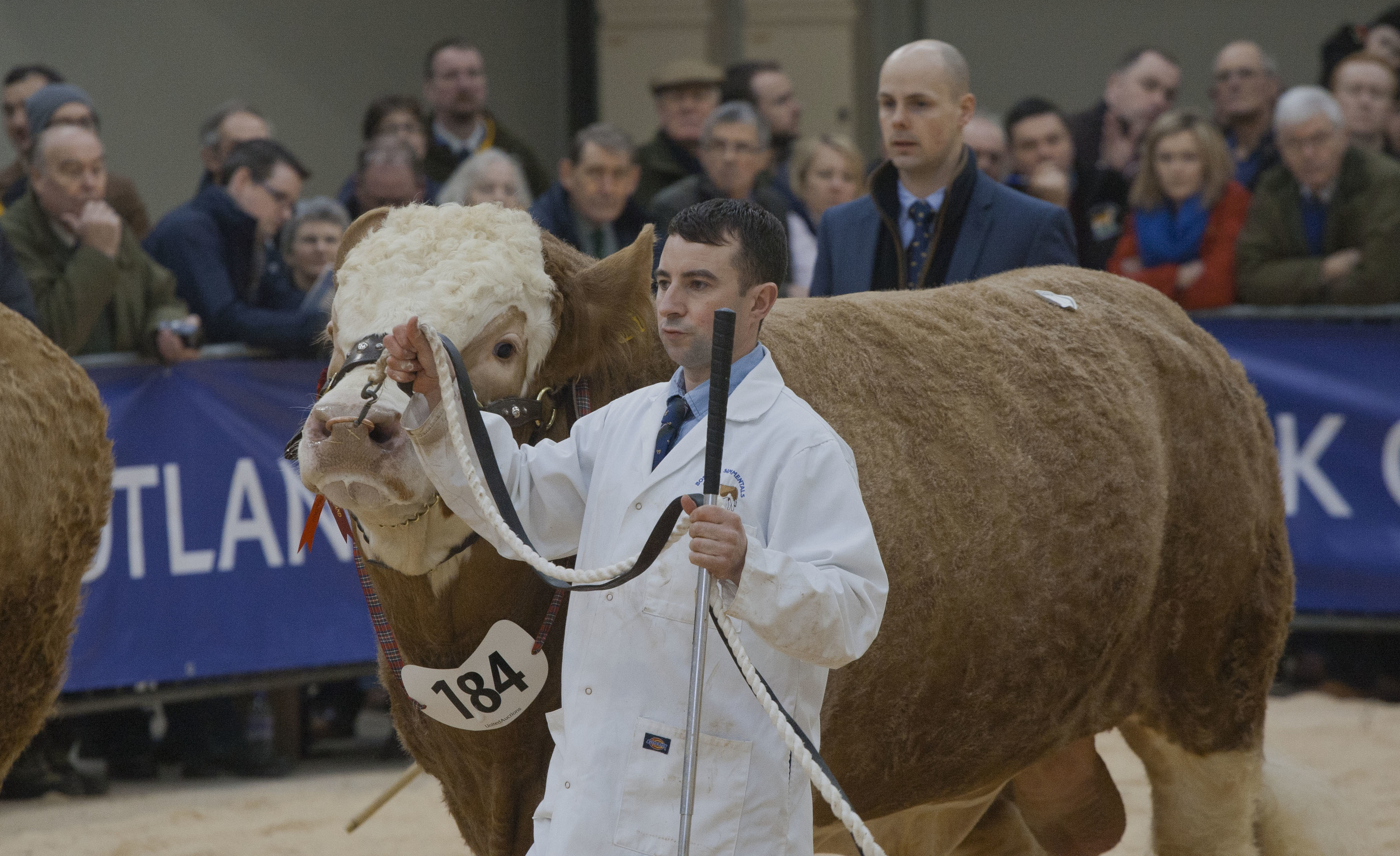 Douglas Smith Drumsleed, Fordoun seen showing one of his Simmental Bulls