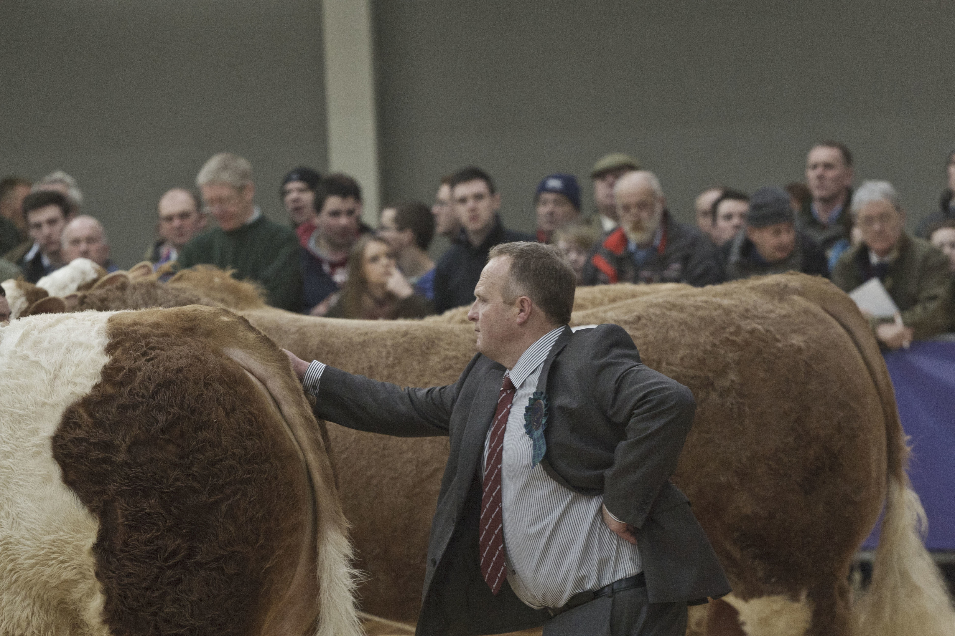 Stirling Bulls Sales 16th Feb, Simmental Judge Michael Barlow from Leyland seen looking at his final line-up.