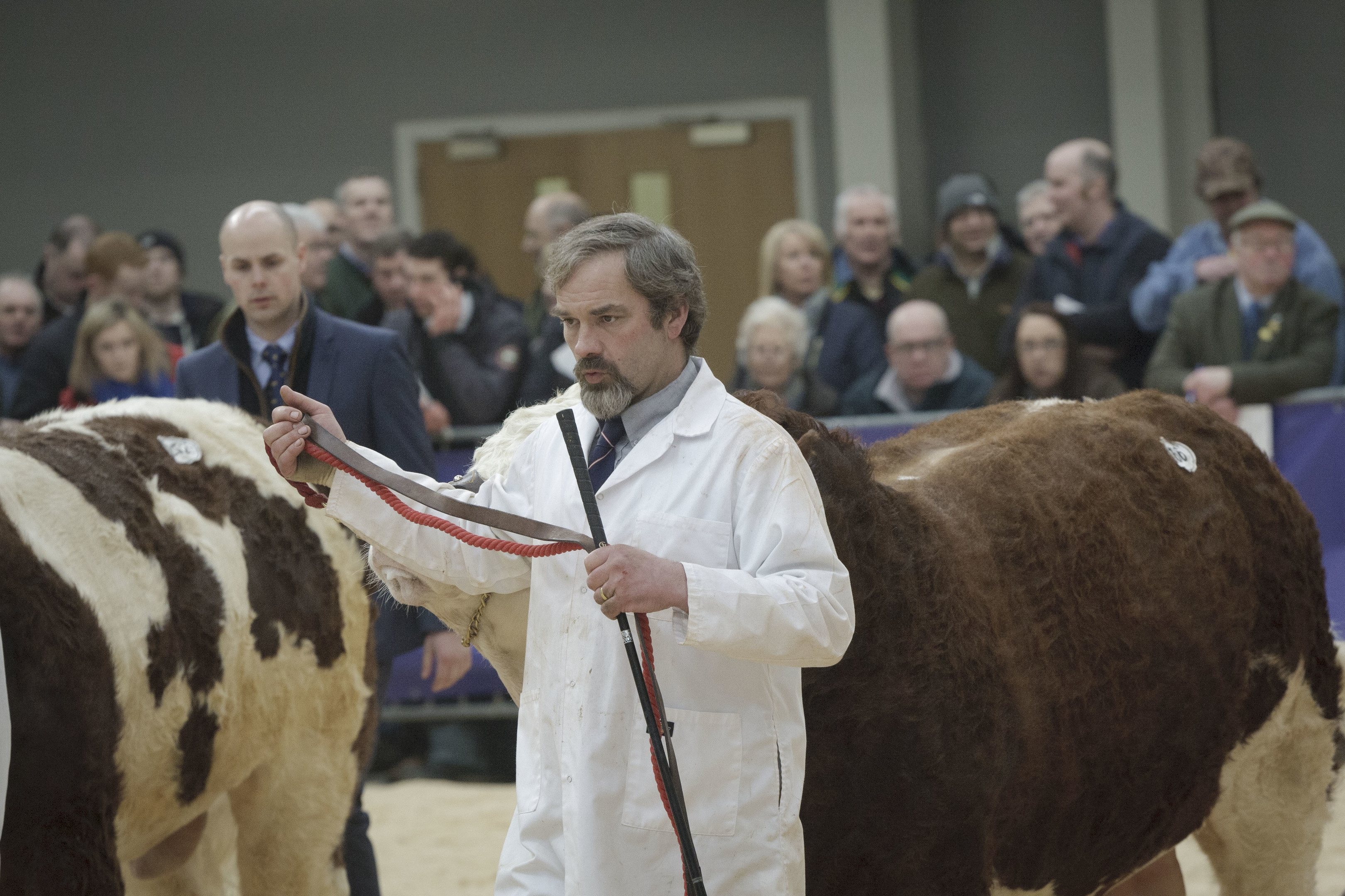 Stirling Bulls Sales 16th Feb, Simmental Judging.