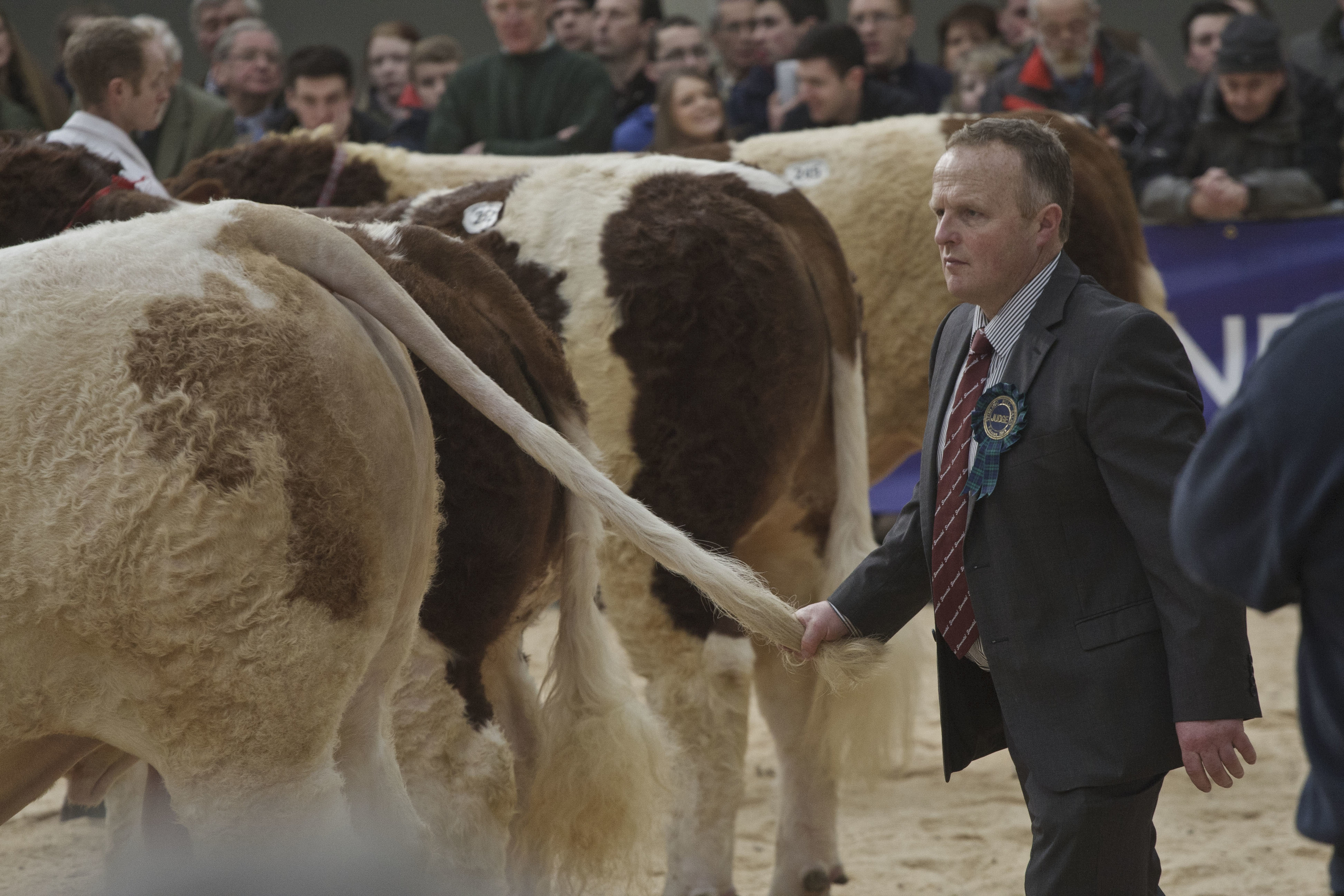 Stirling Bulls Sales 16th Feb, Simmental Judging.