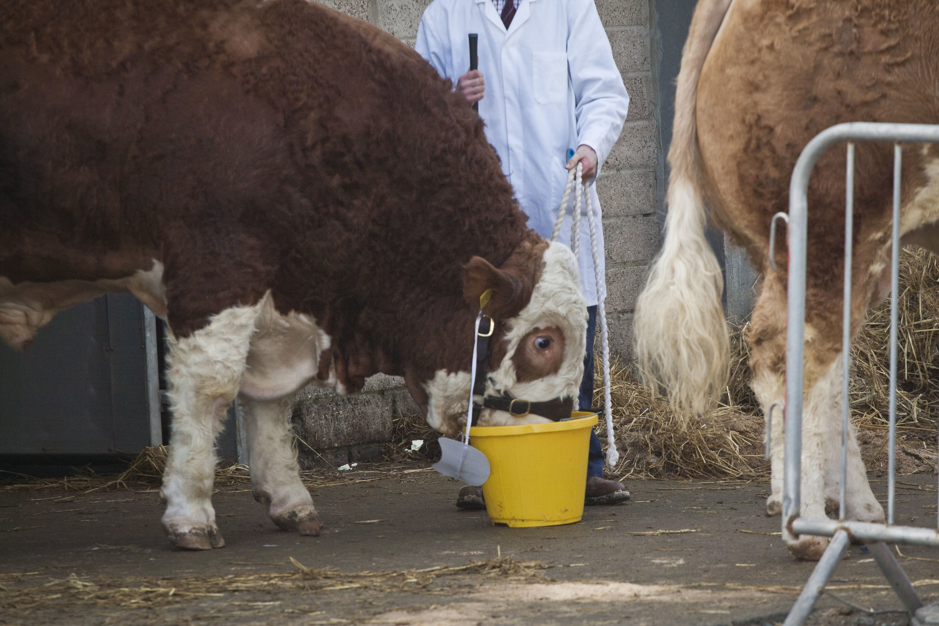 Thirsty Simmental Bull at Stirling Sales today.