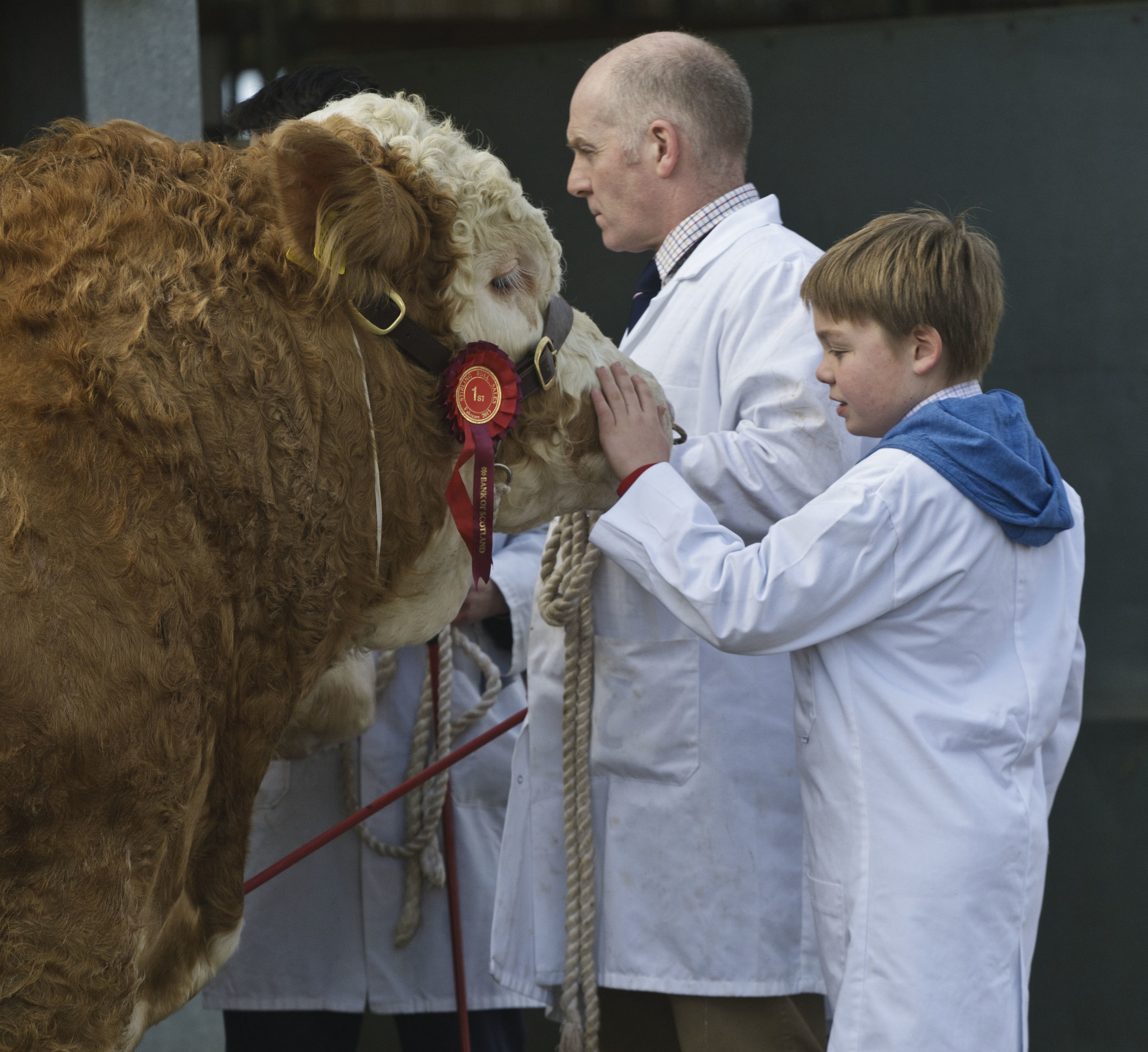 Young Hadler seen with his  Simmental Bull at Stirling Bull Sales today.