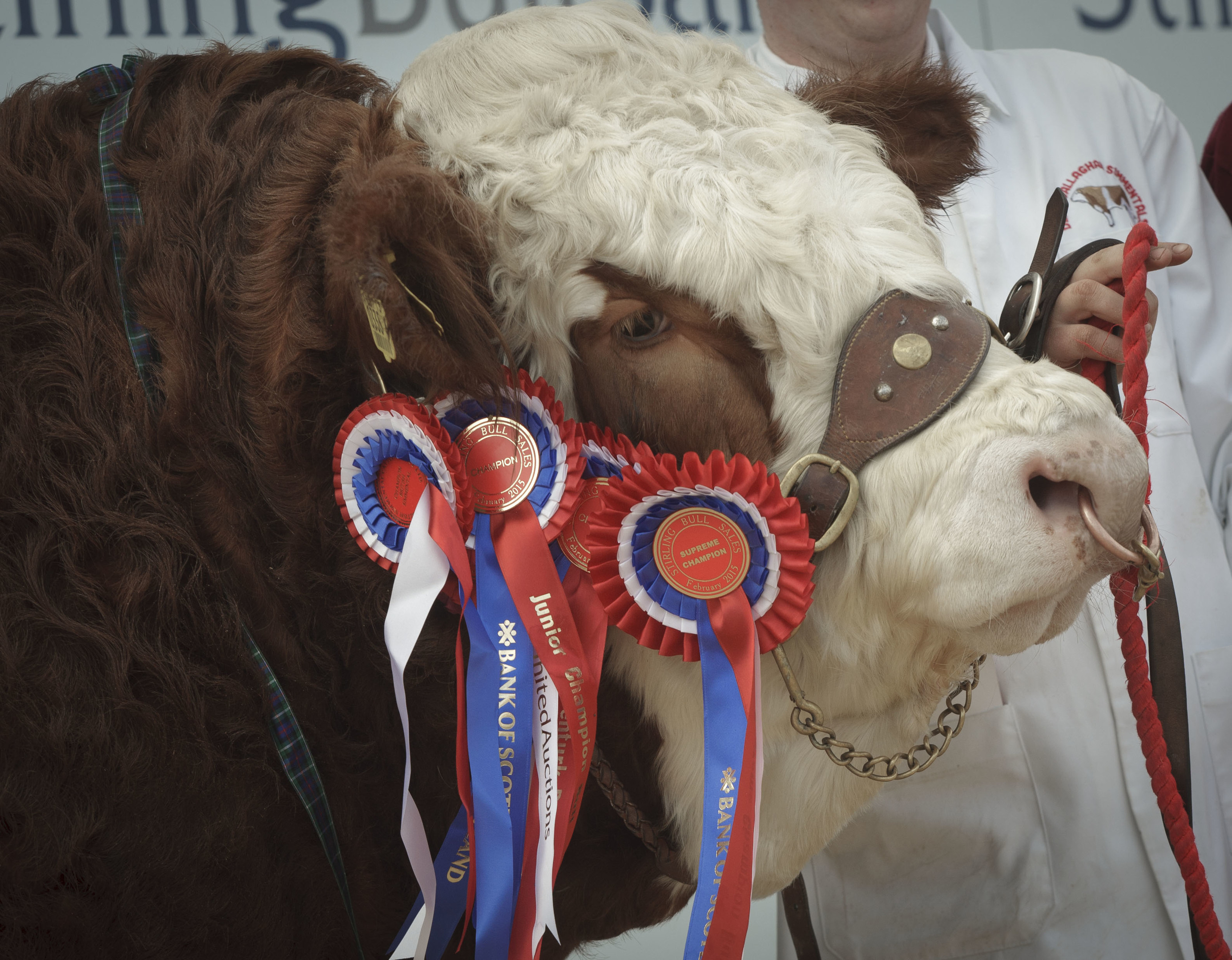 Simmentals are among the breeds on offer