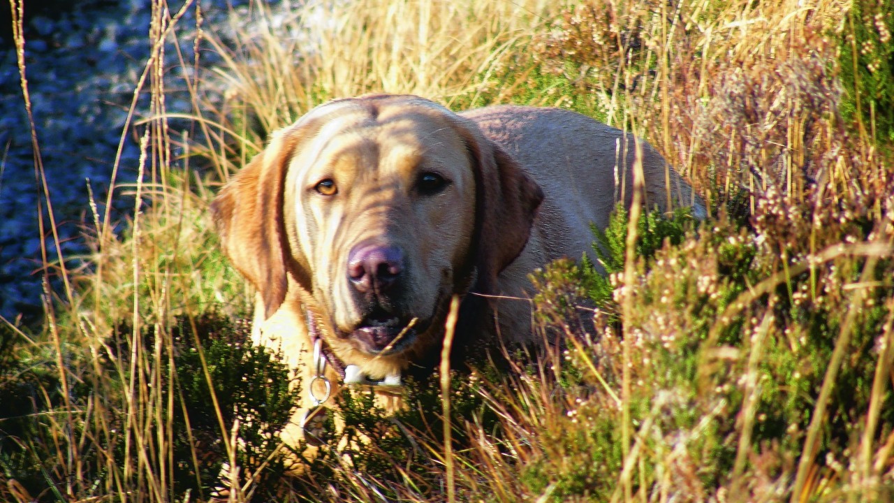 This is Annie who lives in Lochinver with Ros Pirie and loves her walks in the Sutherland hills.