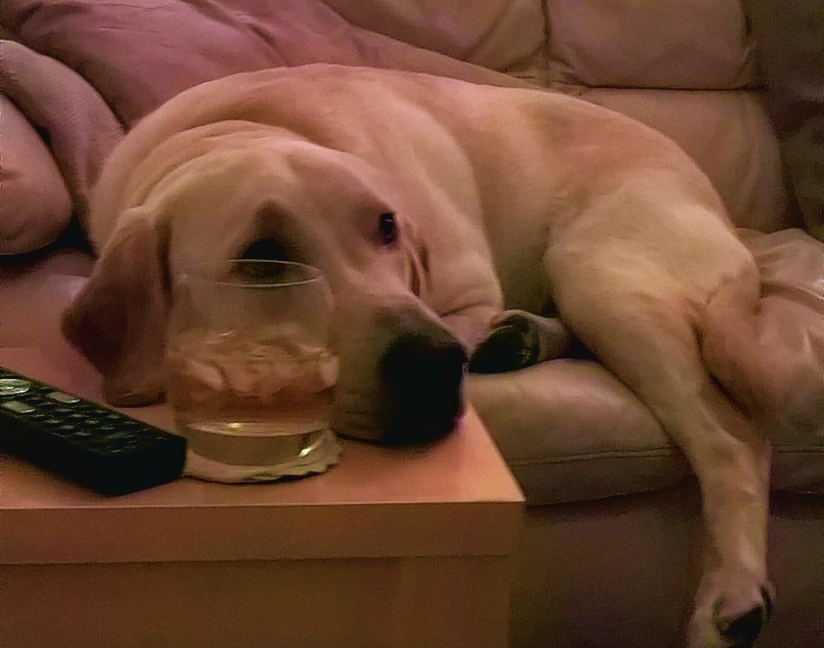 This is 10-month-old Bailey trying to be like his dad with remote control and whisky. He lives with Bob and Irene Gordon in Dunecht.