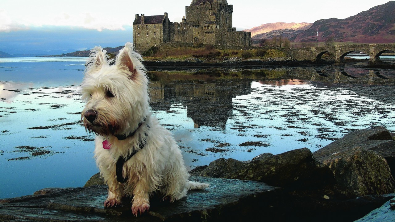 Here is Murphy the west highland terrier at Eillean Donan Castle. Murphy stays in Portree with John Lydia and sister Callie the collie and is our canvas winner this week.