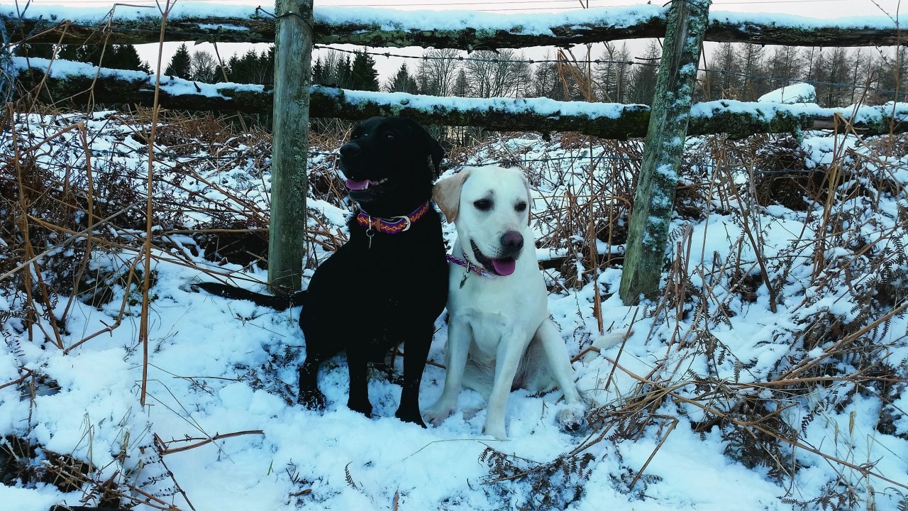 Here are Skye and Neave out for a walk in the snow. They live with Emma Kerr in Lumphanan.