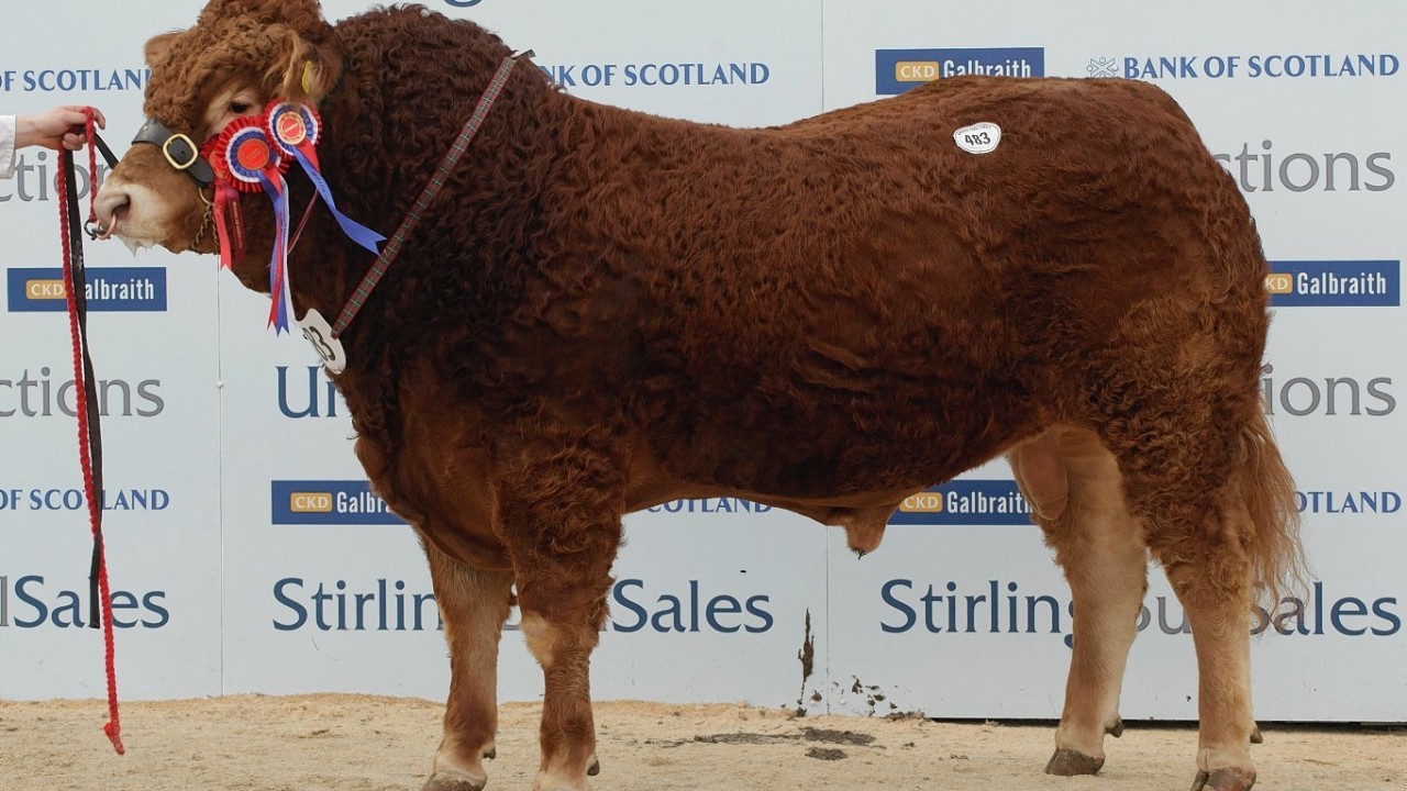 Day two at the Stirling Bull Sales