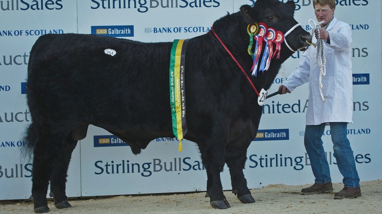 Day two at the Stirling Bull Sales