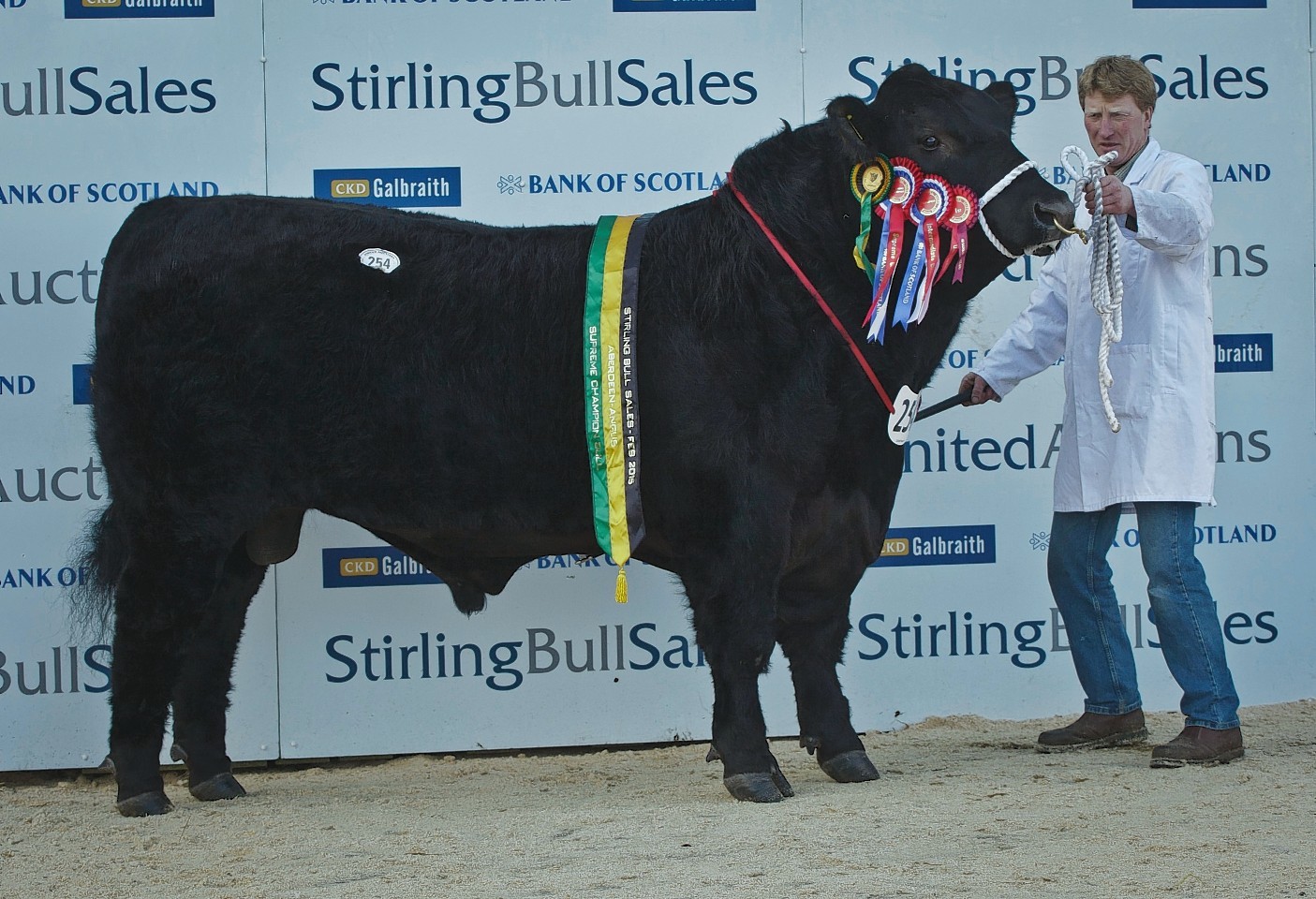 Day two at the Stirling Bull Sales