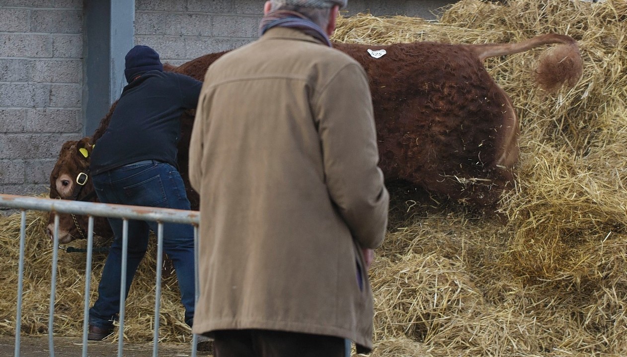 Day two at the Stirling Bull Sales