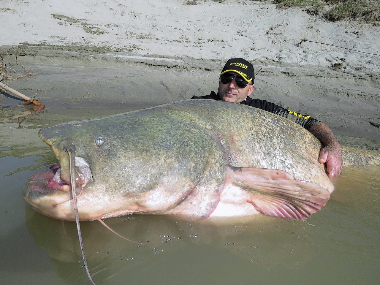  Italian fisherman Dino Ferrari poses for a picture with an 8ft 10in long catfish caught in the Po River in the outskirts of Mantova, some 160 km (99 miles) SE of Milan, northern Italy. 
