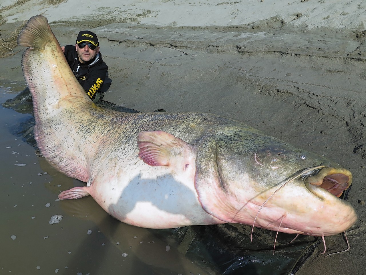 Italian fisherman Dino Ferrari poses for a picture with an 8ft 10in long catfish caught in the Po River in the outskirts of Mantova, some 160 km (99 miles) SE of Milan, northern Italy.