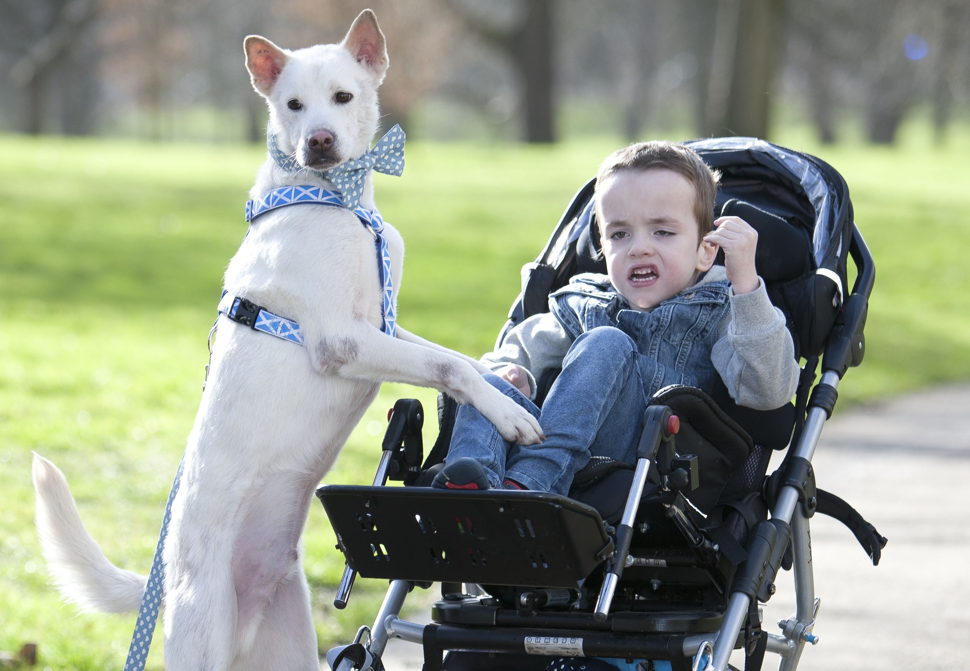 Miracle the dog and six-year-old Kyle Leask