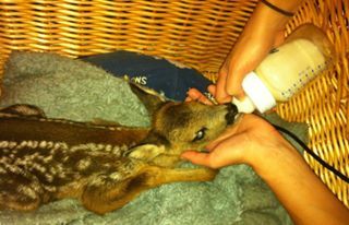 Kayleigh the fawn days after her birth