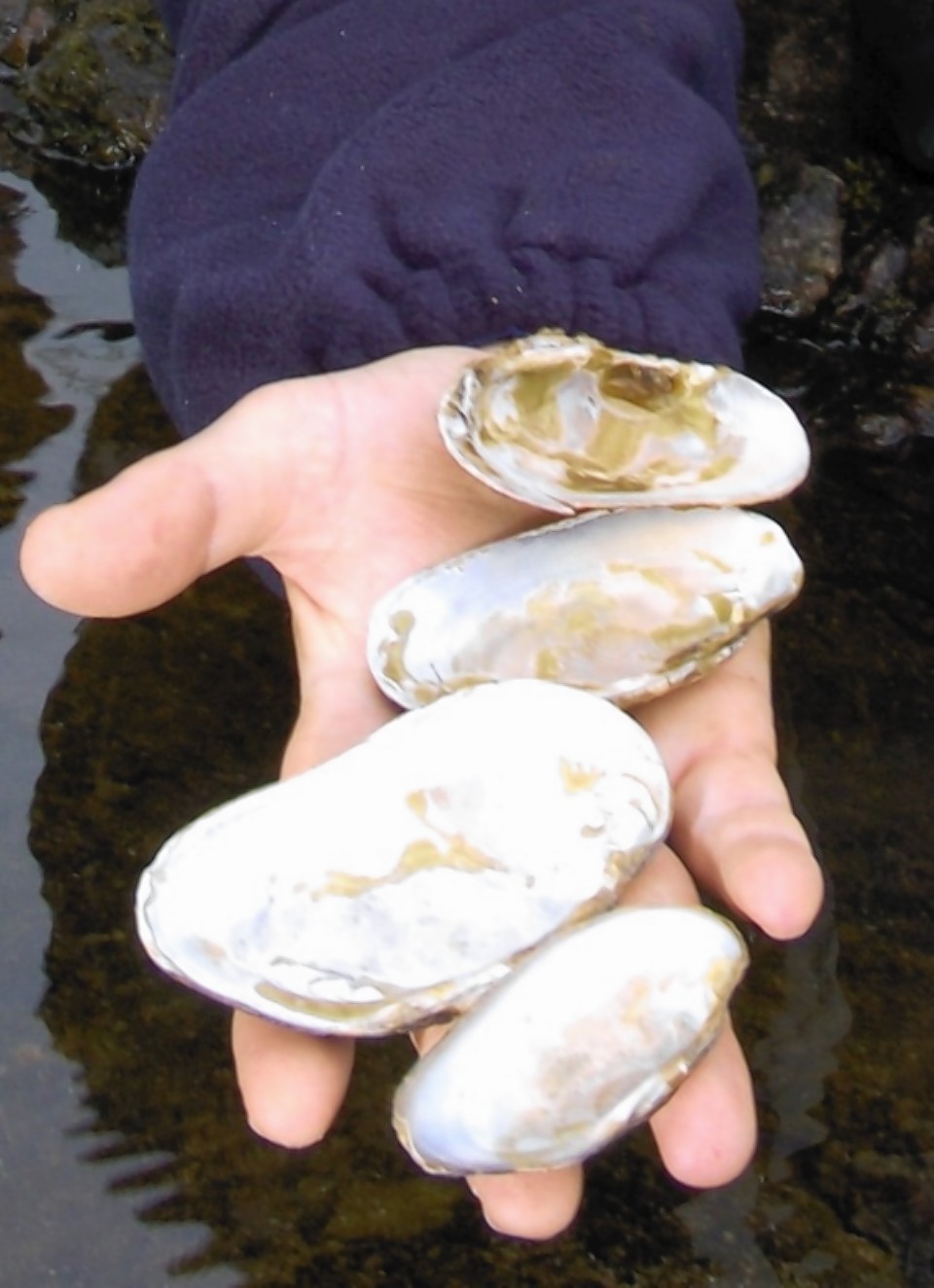 A Highland MSP has warned that a failure to protect freshwater pearl mussels could land the Scottish Government in court.