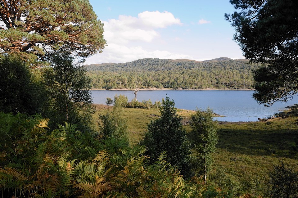 Glen Affric is one of the areas campaigners would like to see designated a national park.