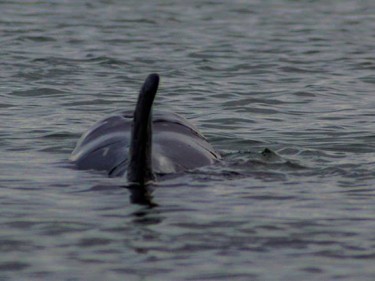 The Risso's dolphin in Loch Fleet