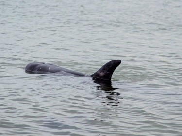The Risso's dolphin was stranded