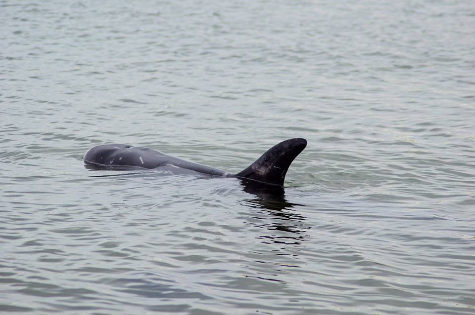 The Risso's dolphin was stranded