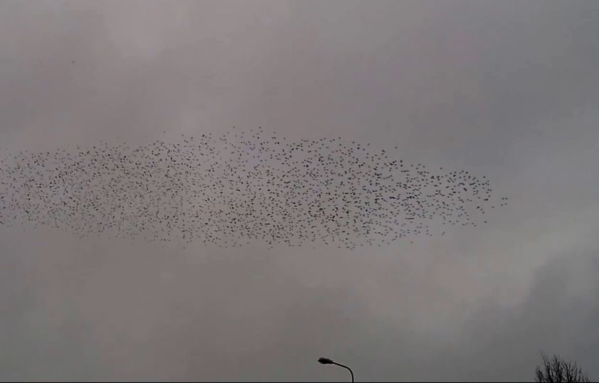 The acrobatic display is known as a murmuration