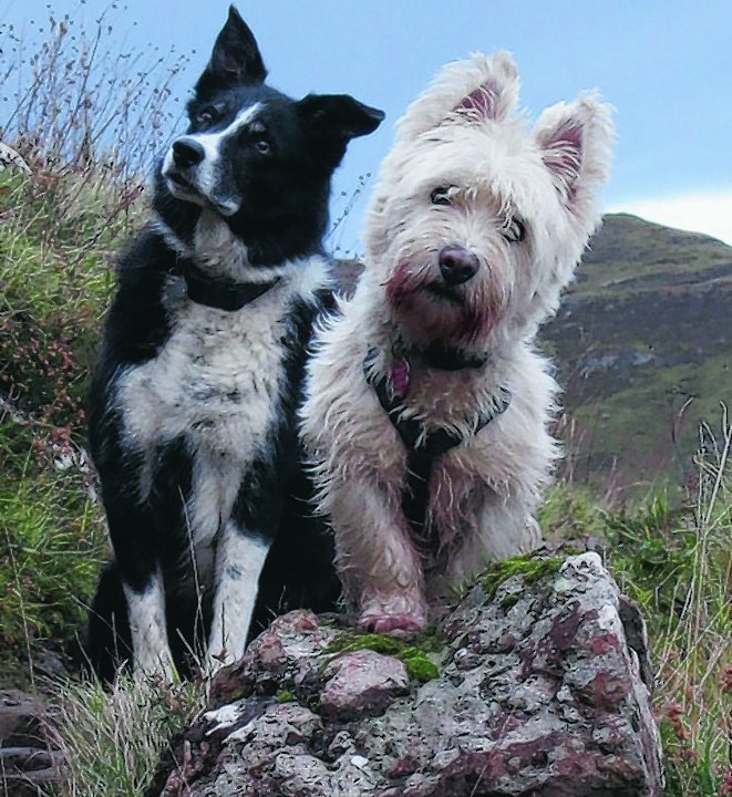 Calley the collie and Murphy the westie from Portree, Isle of Skye live with John Nicolson.