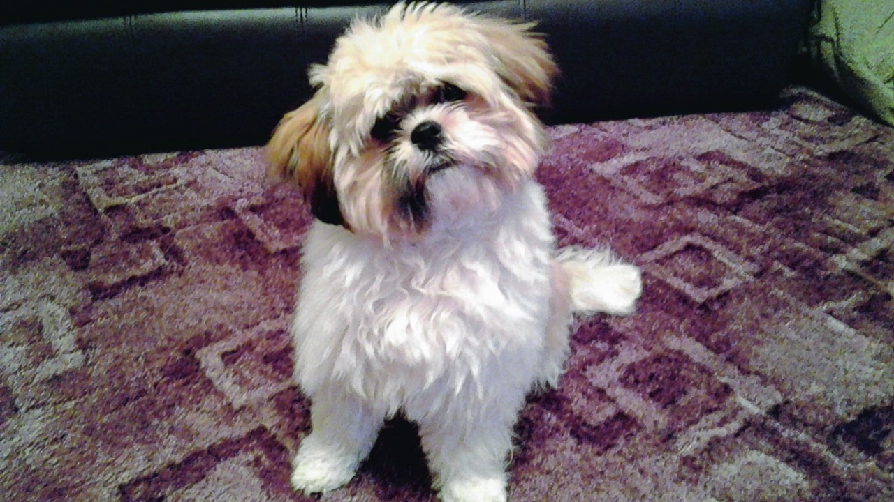 Rosie is a 6-month-old Lhasa Apso and lives with Pat Maclean in Inverness.