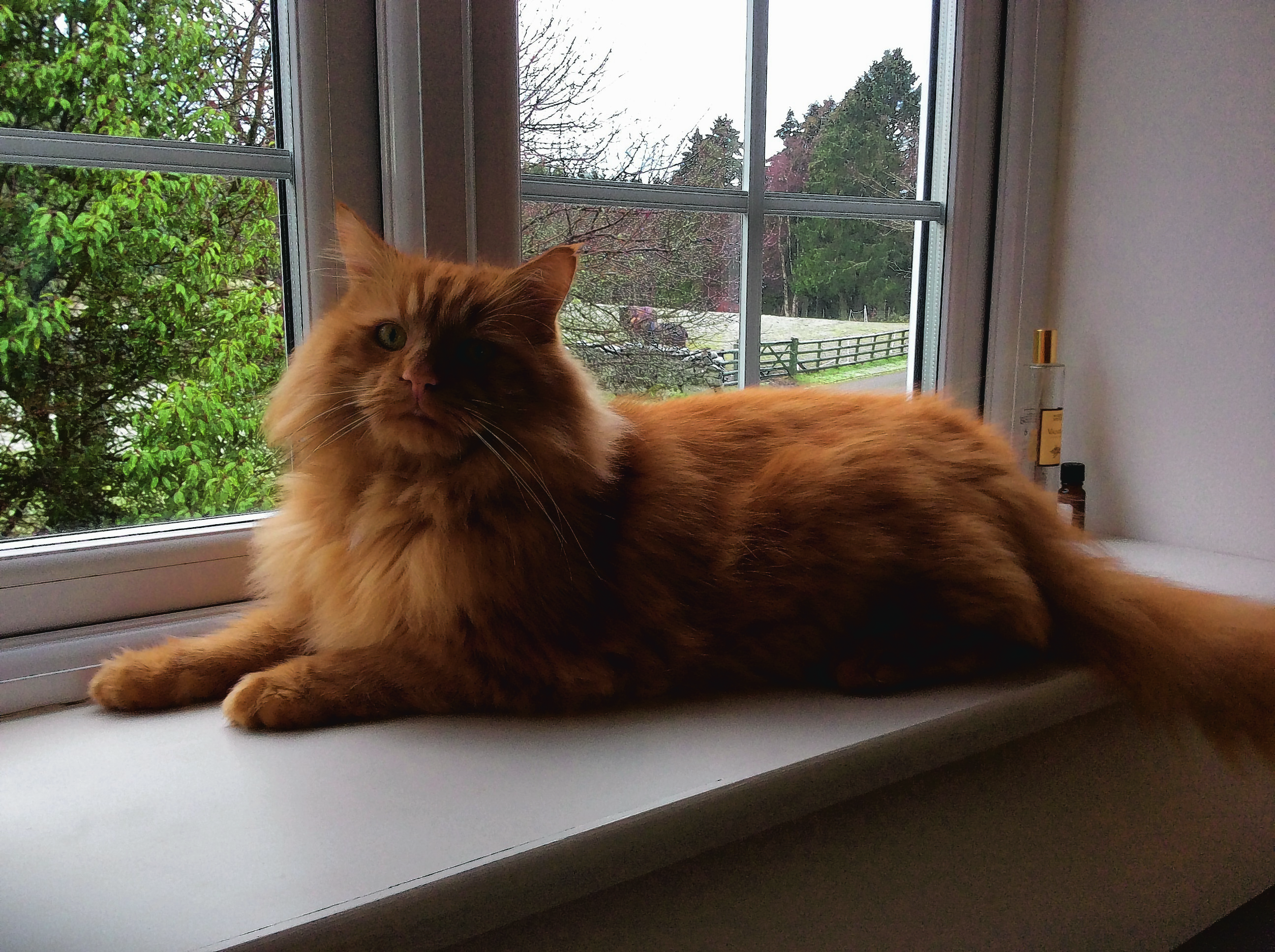 This is Henry who lives with Jackie Laver in Auchattie, Banchory. He is our canvas winner this week.