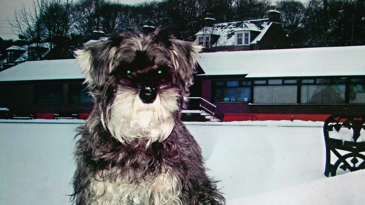 Katie the schnauzer, who lives with Louise and Stewart in Peterhead, waiting for the bowling club in Ellon to open.