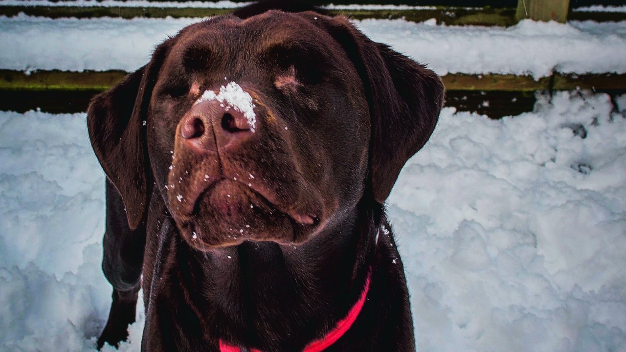 Tilly lives with Maisie and Tanya Mackenzie in Alness. Tilly was born blind and had to have her eyes removed last September due to glaucoma developing. She is a happy pup who loves playing in the snow.
