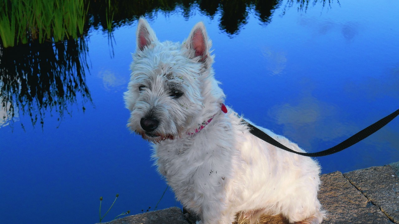Whisky enjoys a walk round Pitfour Lake.  He lives with Frances Norrie in New Deer.