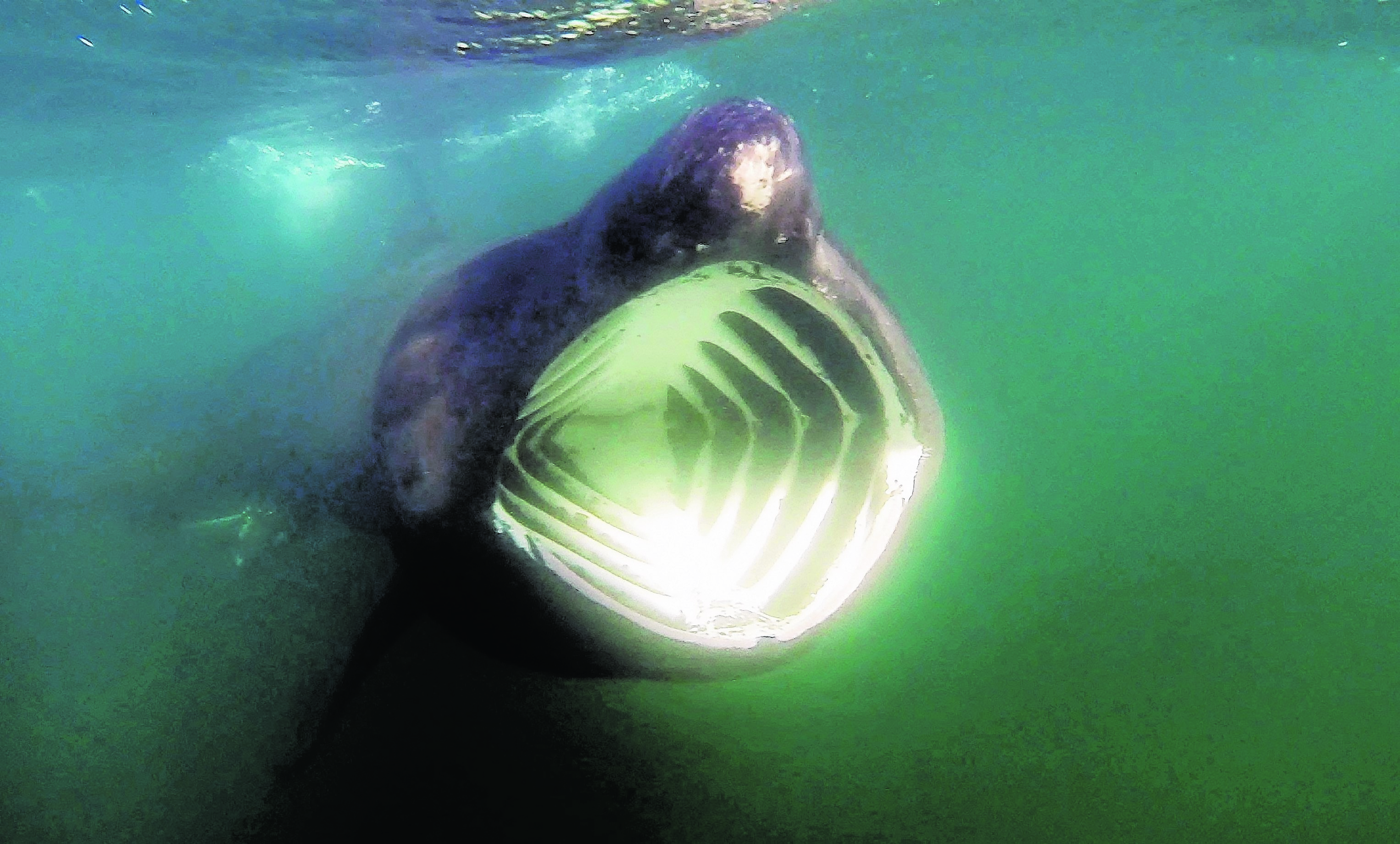 Basking sharks