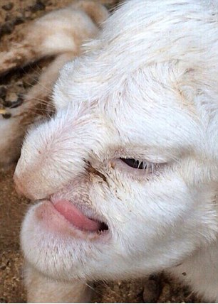 The lamb looks like an old man