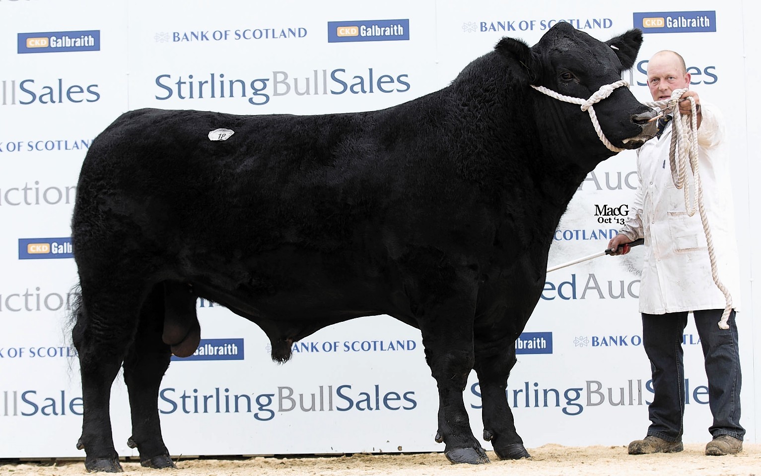 Linton Gilbertines Rocco, an  Aberdeen Angus worth £12,000, had his testicles removed and taken from Kelso to Shropshire