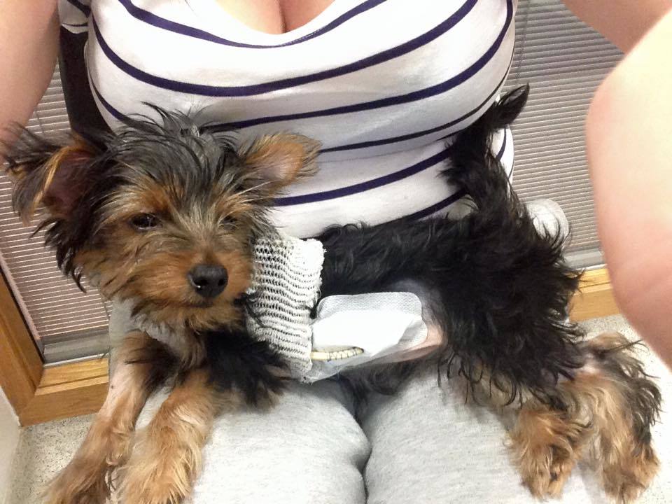 Injured puppy Kai is at Glasgow's animal hospital