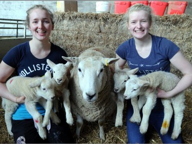 Julie and Shona Marshall with a ewe and her quads 